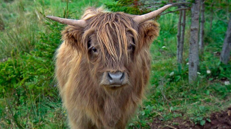 Rind im „Highland Village“- Museum, einem keltischen Dorf in Iona. – Bild: SWR/​Fandango