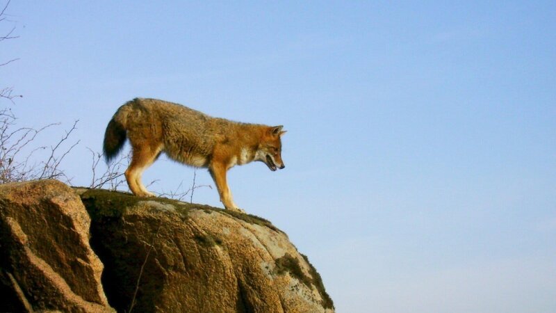 Schakal auf einem Felsen, Bulgarien. – Bild: ZDF und ORF, Istvan Nadaskay