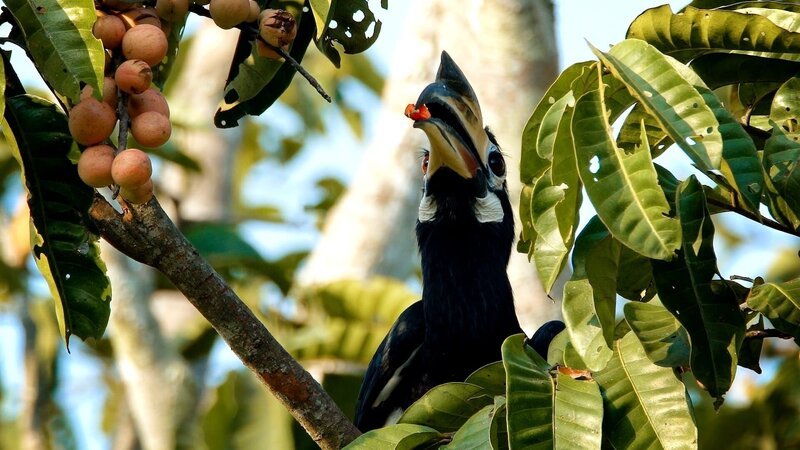 Oriental pied hornbill – Bild: BOAT ROCKER RIGHTS, Inc.