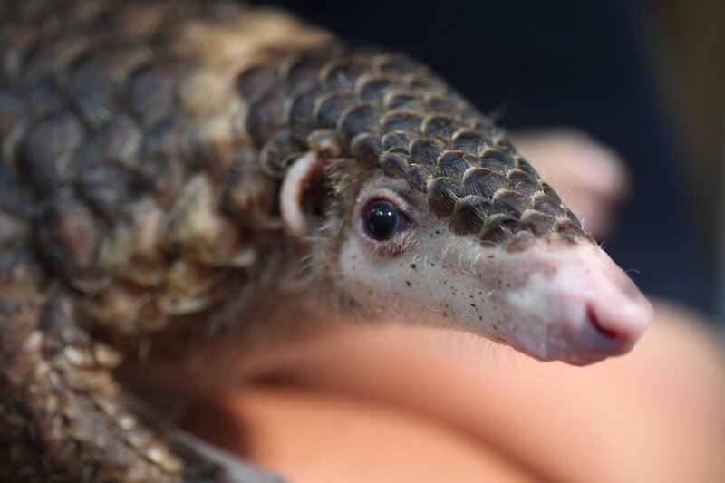 Vietnam - Die letzten Pangoline – Bild: BR/​Medienkontor/​Therese Engels