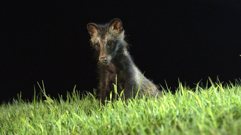 Marderhund-Jungtier, Seoul – Bild: Terra Mater Factual Studios /​ Oxford Scientific Film