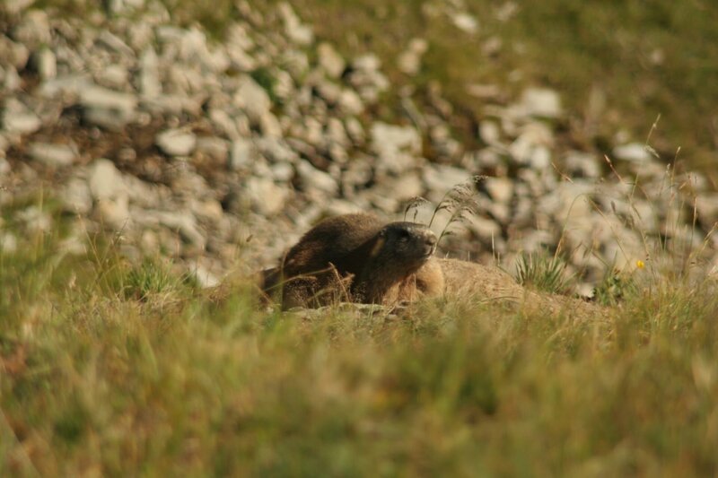 Wenn die tief verschneiten Flanken der Bergmassive immer weiter ausapern, kehrt langsam das Leben in die Hochtäler der Alpen zurück: Murmeltiere erwachen aus ihrem Winterschlaf. – Bild: BR/​Karl Eberle