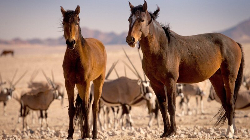 Wüstenpferde und Oryxantilopen im Hintergrund. – Bild: ZDF und ORF/Interspot Wüstenpferde und Oryxantilopen im Hintergrund. – Bild: ZDF und ORF/Interspot