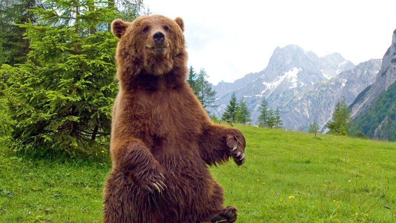 Tirol und Bayern sind in Aufruhr. Braunbär Bruno geht um. – Bild: ZDF und ORF, Bernhard Berger; SATEL