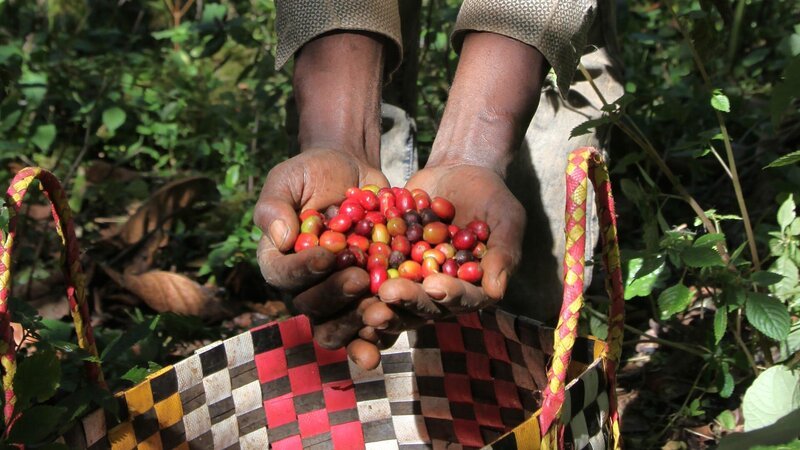Wenn die Kaffeekirschen reif sind, müssen sie gepflückt und sortiert werden, bevor sie verarbeitet werden können. Die so genannte "Ernte" ist ein wichtiger Teil des Jahres eines jeden Bauern und stellt die erste Etappe auf dem langen Weg des Kaffees zum Verbraucher dar. – Bild: tv.gusto Wenn die Kaffeekirschen reif sind, müssen sie gepflückt und sortiert werden, bevor sie verarbeitet werden können. Die so genannte "Ernte" ist ein wichtiger Teil des Jahres eines jeden Bauern und stellt die erste Etappe auf dem langen Weg des Kaffees zum Verbraucher dar. – Bild: tv.gusto