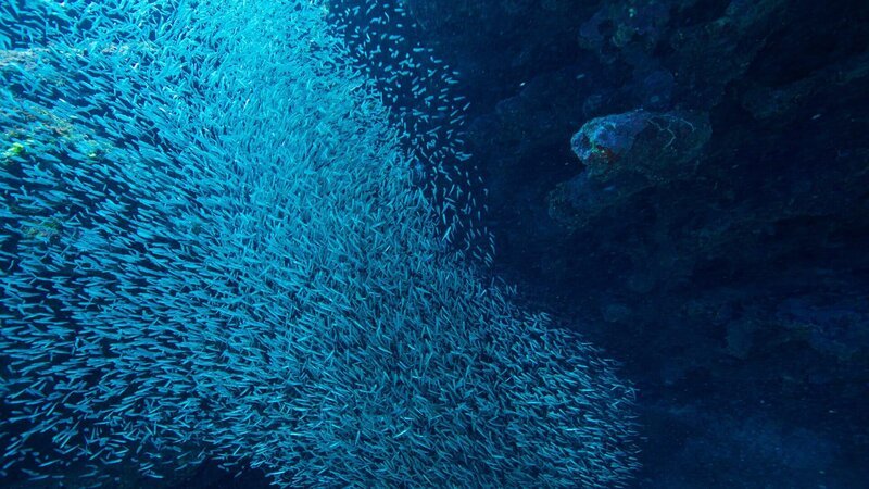 Ährenfische bilden riesige Schwärme. Im karibischen Sommer flüchten sie vor der Sonne in große Unterwasserhöhlen. – Bild: ZDF und WDR/​Corinne Chevalier