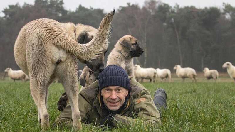 Dirk Steffens begleitet junge Herdenschutzhunde an ihrem ersten Tag. Die Kangals sind keine „Hütehunde“. Sie haben eine spezielle Aufgabe. Dafür müssen sich die Kangal-Welpen mit den Schafen vertraut machen. Erst dann sind sie in der Lage, die Herde gegen Feinde wie Wölfe zu verteidigen. – Bild: ZDF und Ulla Lohmann