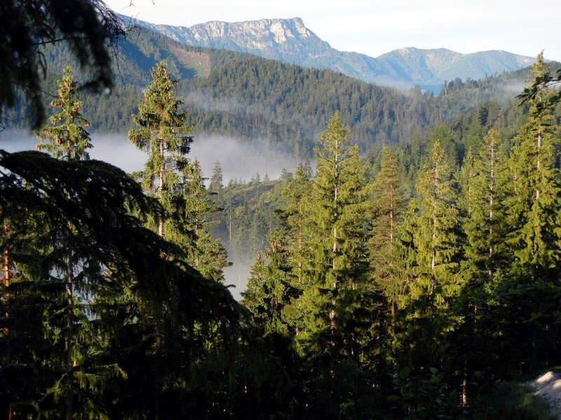 Der Gippel (1.669 m) ist ein Berg in den Steirisch-Niederösterreichischen Kalkalpen nordöstlich von Mariazell. – Bild: ORF/ORF-NÖ/Fritz Kalteis Der Gippel (1.669 m) ist ein Berg in den Steirisch-Niederösterreichischen Kalkalpen nordöstlich von Mariazell. – Bild: ORF/ORF-NÖ/Fritz Kalteis