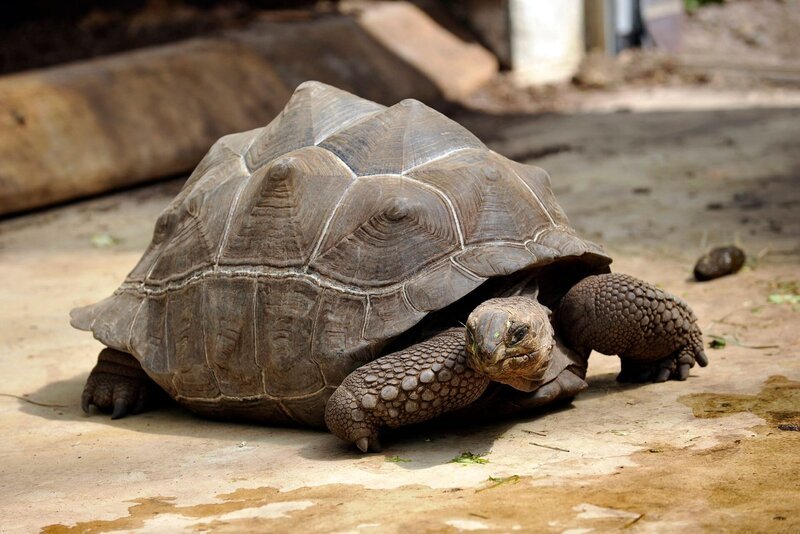 Ein Kraftakt steht den Tierpflegerinnen im Reptilienhaus bevor: Hier müssen die Riesenschildkröten gewogen werden, die mittlerweile fast einen Zehnter wiegen! – Bild: rbb/​Thomas Ernst