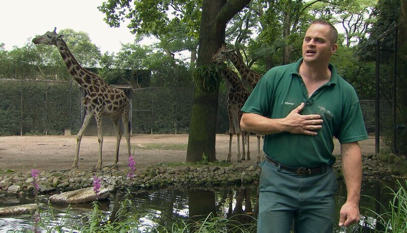 ARD/​NDR LEOPARD, SEEBÄR & CO., FOLGE 148, Tierpfleger Thomas Günther macht den Keepertalk bei den Giraffen. – Bild: NDR/​DocLights GmbH
