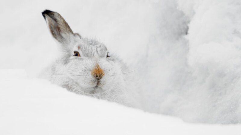 Gut getarnt versteckt sich ein Schneehase vor seinen Feinden. – Bild: NDR/​Terra Mater Studios GmbH/​Maramedia/​Skyland Prod./​Fergus Gill