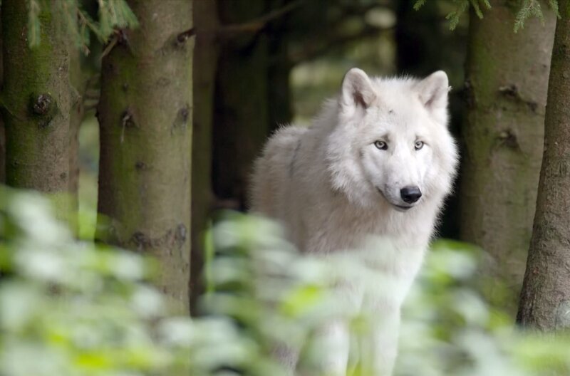 Die Rufe einzelner Wolfsarten unterscheiden sich, ähnlich wie Akzente. Doch die Funktion ihrer Rufe ist universell. – Bild: Off the Fence Die Rufe einzelner Wolfsarten unterscheiden sich, ähnlich wie Akzente. Doch die Funktion ihrer Rufe ist universell. – Bild: Off the Fence