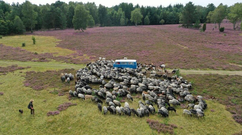Bei der Heidschnuckentour mit dem Heide-Bulli ist der Name Programm. Der Stopp beim Wappentier der Region ist einer der Höhepunkte der Rundfahrt. – Bild: NDR/​casei media GmbH