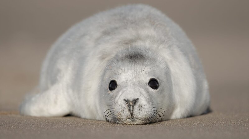 Das Robbenbaby wartet auf die Rückkehr seiner Mutter. – Bild: NDR/​Terra Mater Studios GmbH/​Maramedia/​Skyland Prod./​Fergus Gill