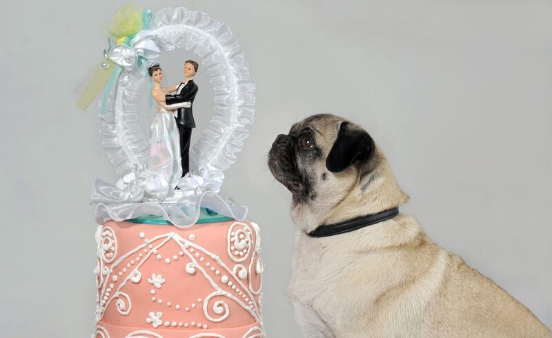 Mops. – Bild: ORF/​Mungo Fil