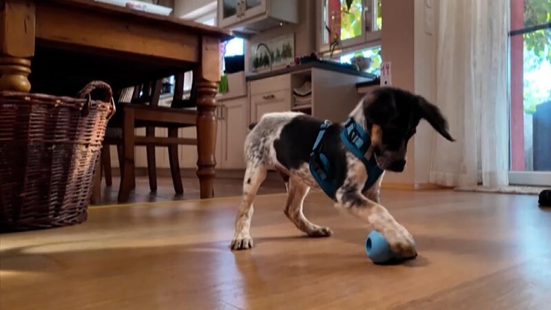 Pointer-Mix „Balou“. – Bild: RTL /​ Mina TV /​ Folge 06_002