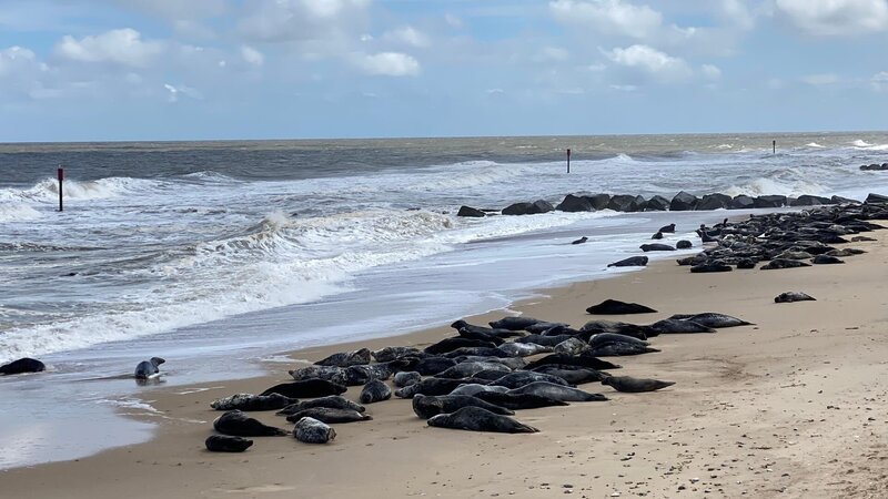 An der englischen Nordseeküste bei Horsey in Norfolk kann man mit etwas Glück das ganze Jahr über Kegelrobben beobachten. – Bild: 3sat