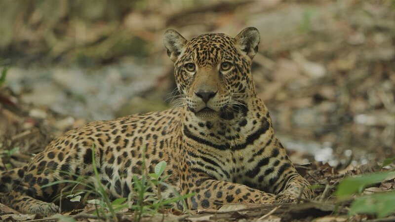 Jaguar – Bild: Blue Paw Artists /​ Marion Pöllmann