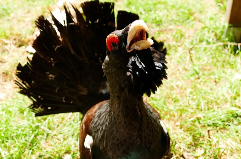 Der Auerhahn ist mit einem Meter Höhe der größte Hühnervogel Europas. Die roten Streifen an den Augen heißen Rosen. – Bild: BR/​TEXT + BILD Medienproduktion GmbH & Co. KG