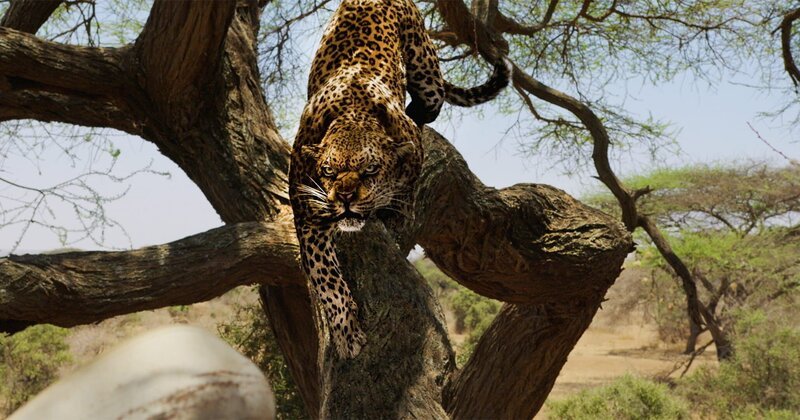 Im Nationalpark lauern viele Gefahren, zum Beispiel ein hungriger Leopard. – Bild: ZDF und Allan Gichigi Im Nationalpark lauern viele Gefahren, zum Beispiel ein hungriger Leopard. – Bild: ZDF und Allan Gichigi