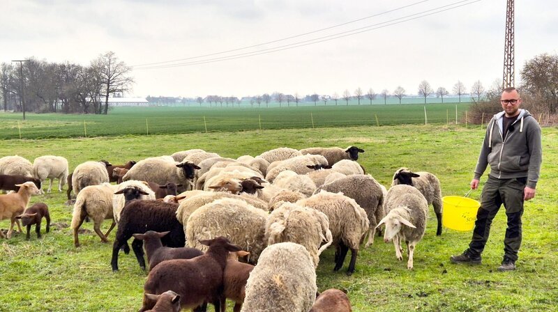 Die Schafherde hat Zuwachs: einige Osterlämmer wurden geboren. – Bild: MDR/​Mathias Schaefer