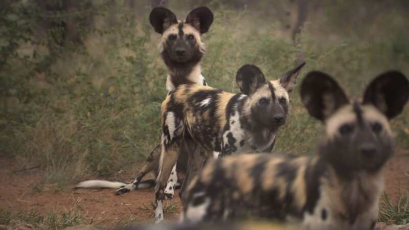 . – Bild: ANIXE HD