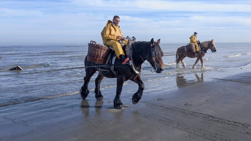 Am Strand von Ostdünkirchen an der belgischen Küste wird noch ein uraltes Handwerk betrieben: das Fischen zu Pferd. – Bild: 3sat