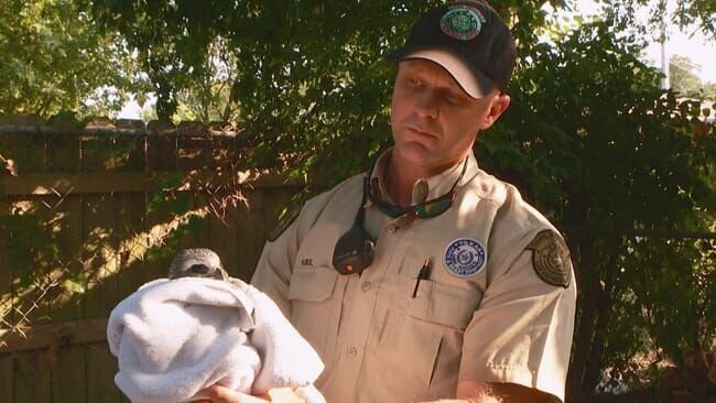 Kiel holding the baby kestrel in a blanket – Bild: Animal Planet /​ Discovery Communications, LLC