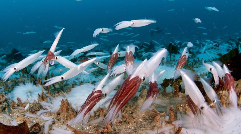 Der Ozean - Oase des Lebens – Bild: phoenix/​Terra Mater Studios/​Howard Hall