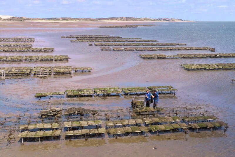 Wenn Ebbe herrscht, fahren die Männer von Deutschlands einziger Austernfarm hinaus, um die „Sylter Royal“ einzusammeln. – Bild: ZDF und arte, Torben Müller