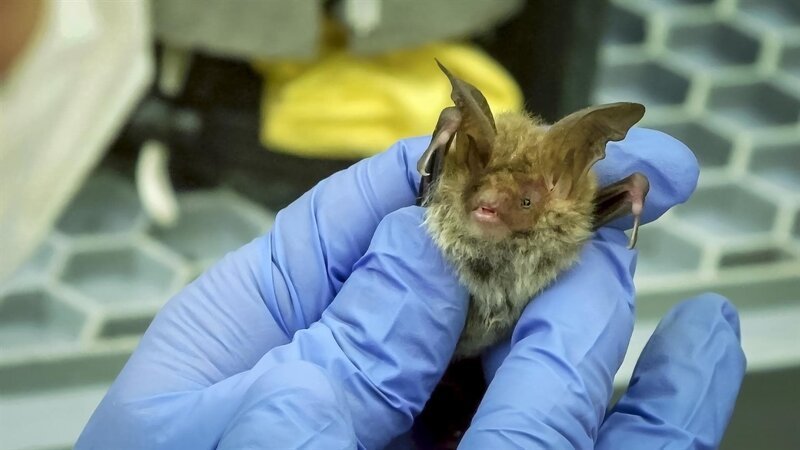 Bechstein-Fledermäuse sind winzig. Die kleinen Tierchen können aber Freundschaften schließen und erkennen ihre Freundinnen am Geruch. – Bild: BR/​TEXT+BILD Medienproduktion GmbH & Co. KG/​David Enge
