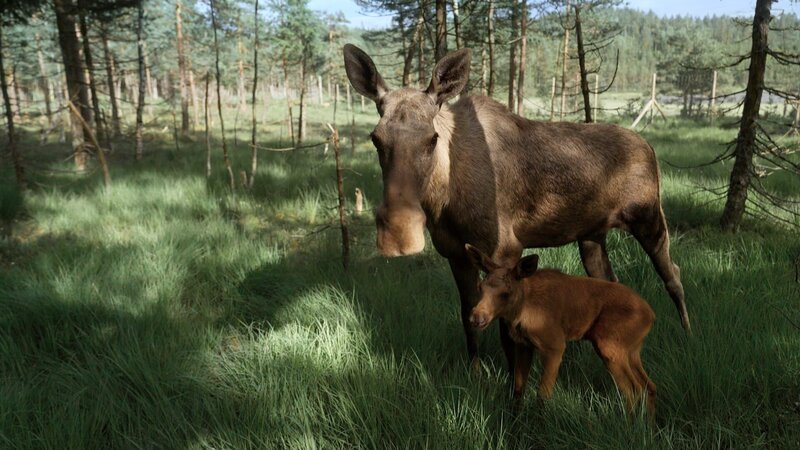 Rund 300.000 Elche gibt es in Norwegen. Viele sind auch in den Wäldern nahe der Südküste heimisch. – Bild: arte, Vincent Productions /​ ZDF und arte, Vincent Productions