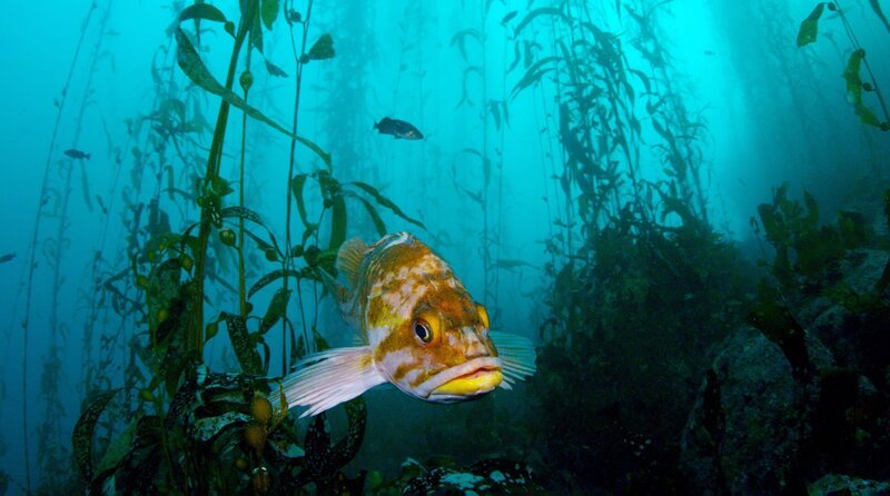 Ein Stachelkopf im Kelpwald – Bild: phoenix/​Terra Mater Studios/​Howard Hall