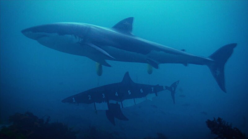 Great white shark swim through the water off the coast of Stewart Island, New Zealand. – Bild: Warner Bros. Discovery