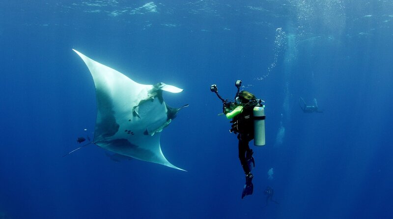 Der Ozean - Oase des Lebens – Bild: phoenix/​Terra Mater Studios/​Howard Hall