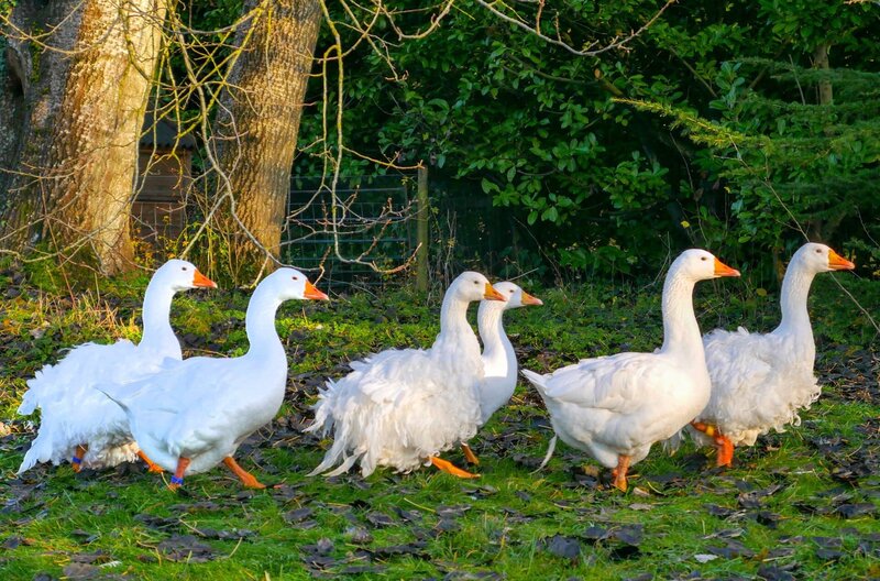 Die Sebastopol-oder auch Englische Lockengans zeichnet sich durch ihr einzigartig gekräuseltes Gefieder aus. – Bild: Patrick Morris