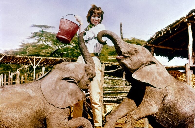 Hatari – Bild: Paramount Pictures