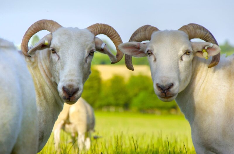 Wenn es warm wird, verlassen die Wiltshire Horn Schafe den Stall, um über die Wiese zu tollen. – Bild: Jamie Curtis Hayward