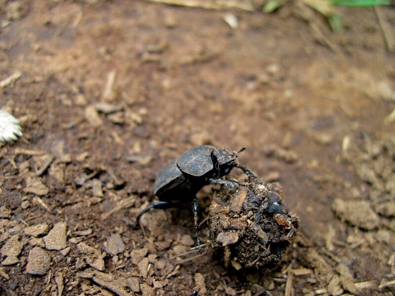 mistkäfer, mist, dung kugel, südafrika, drakensburg mountains, drakensburgs, tierwelt, insekt, käfer , kostenlose fotos, kostenlose bilder – Bild: CC0 Creative Commons