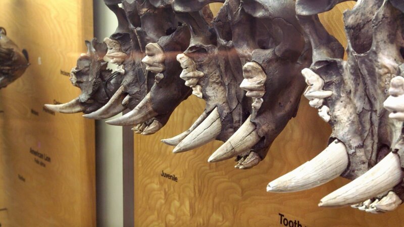 – Bild: CuriosityStream-Inc – Bild: CuriosityStream-Inc