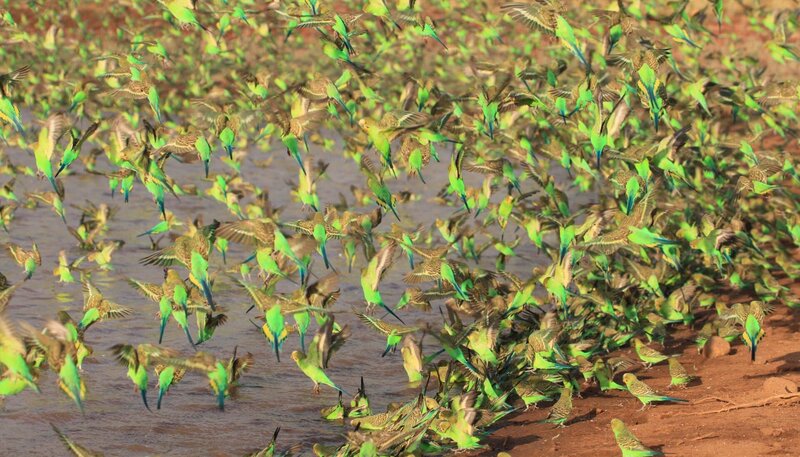 Seltenes Naturschauspiel: Hunderttausende Wellensittiche fallen in Riesenschwärmen über die letzten Wasserlöcher im australischen Outback ein. – Bild: NDR/​NDR/​doclights/​Grospitz & Westphalen