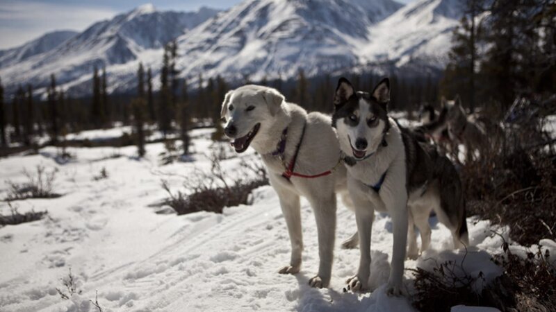 Schlittenhunde im Kluane Nationalpark Kanada – Bild: ZDF und Jochen Schliessler