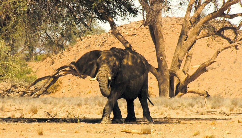 Auf den Spuren der berühmten Wüstenelefanten. – Bild: BR/​SWR/​Francois Botha