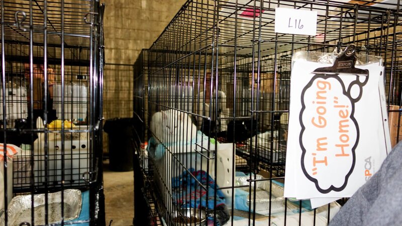 aspca, tiereschutz – Bild: Richard McDonald