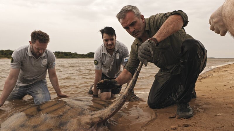 Cyril und das Team machen sich auf den Weg, um einen der letzten verbliebenen Flussriesen Südamerikas zu schützen, den seltenen und gefährlichen Kurzschwanz-Flussstechrochen, der von den Einheimischen wegen seines messerscharfen Charmes gefürchtet wird, der mit einem qualvollen Gift versetzt ist. Als eine der größten Rochenarten der Welt kann der Kurzschwanz-Flussrochen so groß werden wie ein erwachsener Mensch; er hat einen Durchmesser von über einem Meter und wiegt über 400 Pfund. Doch trotz ihrer enormen Größe haben sie mit vielen Herausforderungen zu kämpfen, die durch menschliche Aktivitäten verursacht werden. – Bild: Untamed Productions 4 Inc