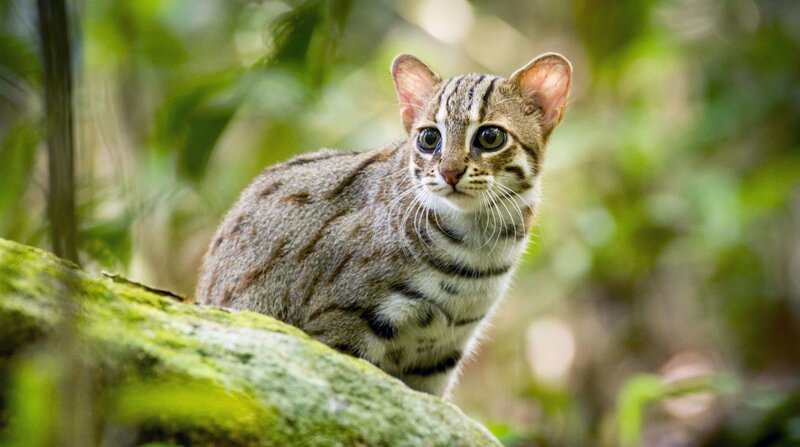 Dieser kleine „Killer“ gehört zu den kleinsten Wildkatzen der Erde. Sie ist so klein, dass ihr Insekten, Mäuse und Amphibien als Nahrung reichen. – Bild: BBC NHU/​BR/​NDR/​Vimukthi Weeratunga