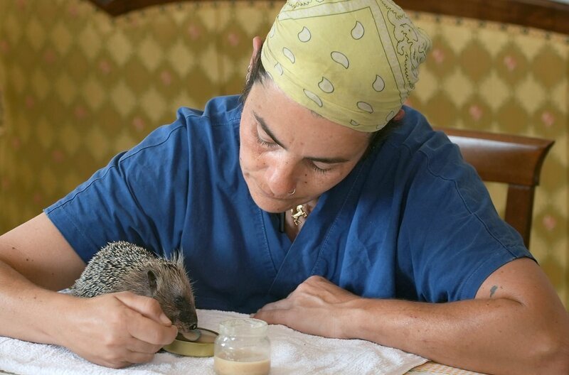 Manche Igel im Hospital müssen von Hand gefüttert werden, weil sie sich sonst verschlucken und am Essen ersticken könnten. – Bild: MedienKontor/​Roland Gockel