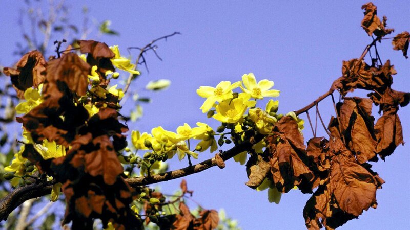 Kapok-Baum in Blüte ( Cochlosperum fraseri). Die gelben Blüten leuchten weit in der sonst trockenen Dürre des Gurrung. – Bild: ZDF /​ SWR