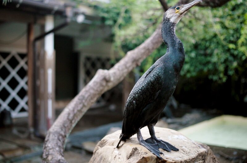 Der Kormoranfischer des Kaisers – Bild: André Krüger