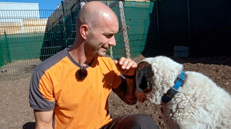 Florian Vogel, Leiter der Hundepension, mit einem seiner Schützlinge. In der Flughafen-Hundepension können Hundebesitzer ihre Tiere abgeben, bevor sie in den Flieger steigen. – Bild: HR